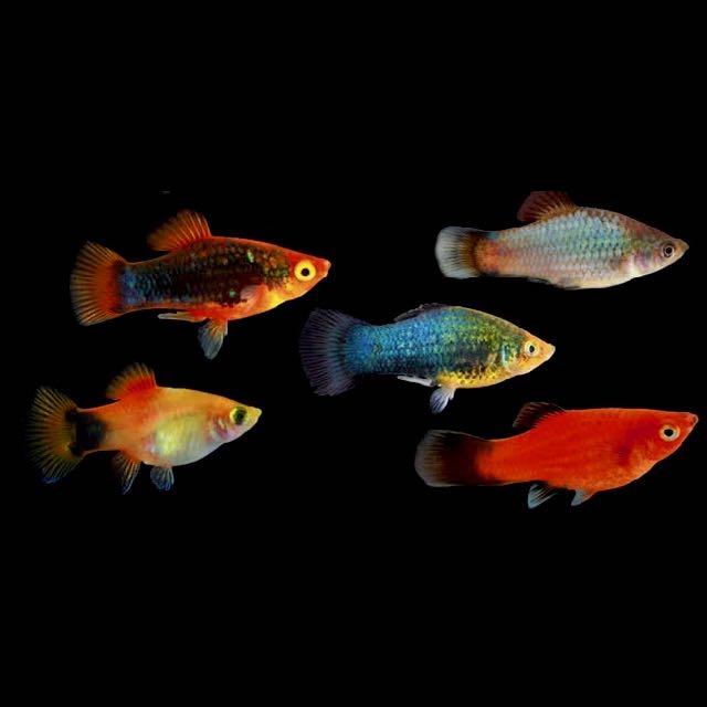 Xiph.maculatus   Platy mix M @
